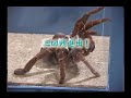 Centipede vs Tarantula vs Scorpion　②