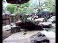 videos de monkeys !