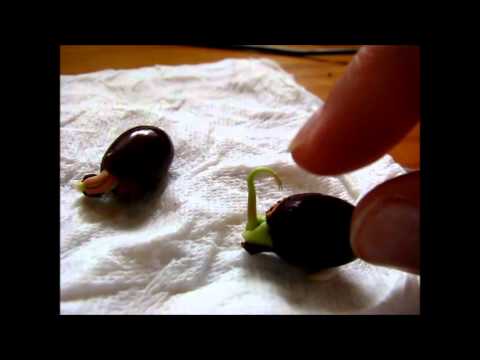 how to harvest lychee fruit