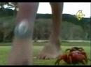 CRAB INVASION!!!