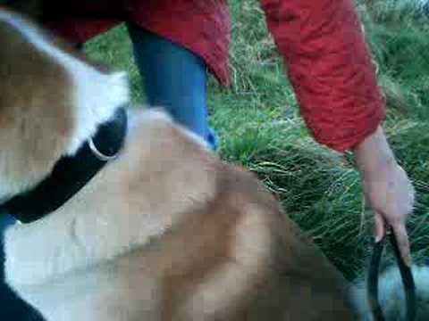 Hundestriegel bei www.messeneuheiten.de.tt