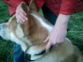 Hundestriegel bei www.messeneuheiten.de.tt
