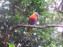 Rainbow Lorikeet in Busch Gardens, Florida Rainbow Lorikeet in Busch Gardens, Florida