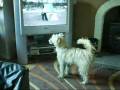 Mindy re-viewing with Toni Dawkins.wmv