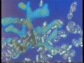le Cellule (parte 1/2)