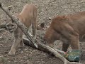 Presents to the Pumas at Queens Zoo