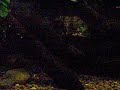 Platypus Swimming Platypus Swimming