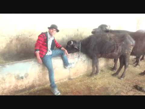 Kabooter Cheeney ((())) Yaar Nageene - Honey Singh New Punjabi Song - Gurminder Guri