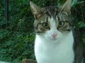 Feline Wars - Director\