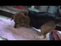 Beagle video