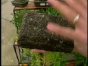 Bonsai Trees Bonsai Trees