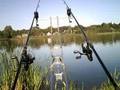 Karpfen nur 7kg Schuppy carp