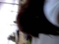 videos de pegada no ponto e bobas alegres