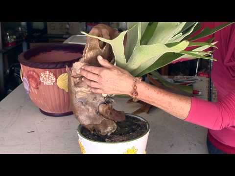 how to replant staghorns