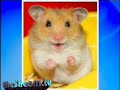 Viagra and the Happiest Hamster Viagra and the Happiest Hamster