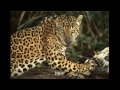 Help Save the Endangered Animals Help Save the Endangered Animals