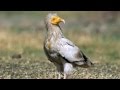 videos de Save the Endangered