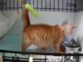 ★ちびライオン ねこじゃらしに夢中 猫の譲渡会1月24日 捨猫 仔猫