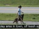 Protection Dog Training in Tampa Bay