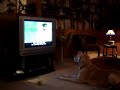 golden retriever watching tv