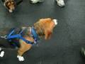 Beagle Bash 2008