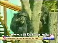 smoking monkey - very funny