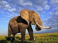 Endangered Species