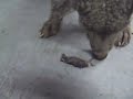 manged dog eats mouse