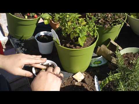 how to replant parsley
