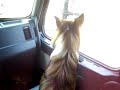my sheltie hates motorcycles
