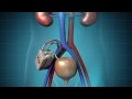 The Kidney Project at UCSF