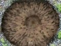 Naruto Shippuden Preview~Naruto(Six Tails) vs. Pain ‡±† [Sennin Mode] vs.[Rinnegan] ‡±†