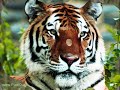 Tiger^^ Tiger^^