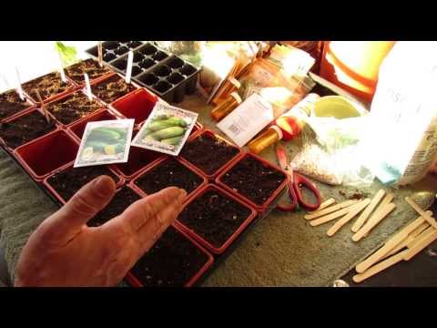 how to replant cucumbers