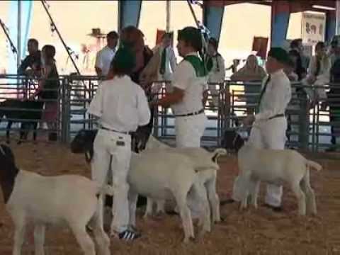 Hoy.Flv - A lo largo de 100 años, los Clubes 4-H han ayudado a niños y adolescentes a desarrollar sus habilidades para mejorar su futuro y el de sus comunidades. Las a...