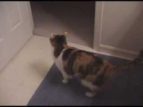 Caitie the Calico Diva