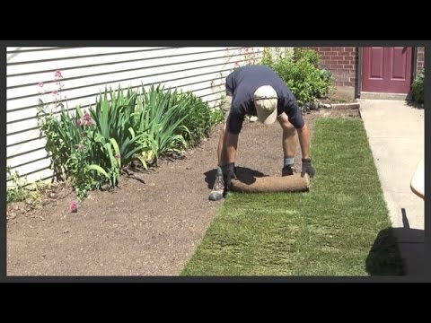 sod - Tips on what fertilizer to use, sod laying techniques, how to trim the sod, and watering strategies for the new sod. Checklist for new sod. See my other vide...