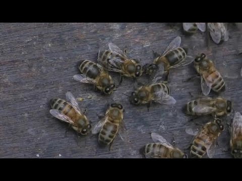 Ein Urteil fr die Bienen: EU-Gerichtshof weist Klagen von Syngenta und Bayer ab