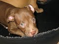 pitbull kill 1 man!pit bull uccide un uomo!! pitbull kill 1 man!pit bull uccide un uomo!!
