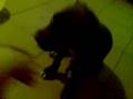 pitbull kill 1 man!pit bull uccide un uomo!!