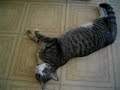 Cat writhing on the kitchen floor Cat writhing on the kitchen floor