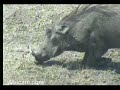 Wasserschwein Nah Wasserschwein Nah