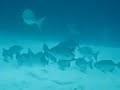 Diving Similian & Surin Islands, Thailand Diving Similian & Surin Islands, Thailand