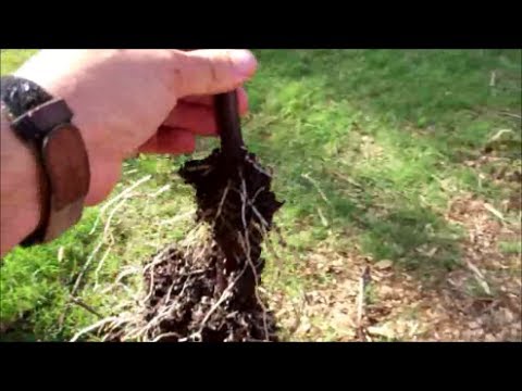 how to transplant grapevines from cuttings