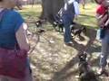 Boston Terrier video