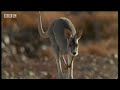 Kangaroos hopping to water - BBC Wildlife Kangaroos hopping to water - BBC Wildlife