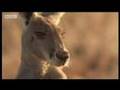 Kangaroos hopping to water - BBC Wildlife
