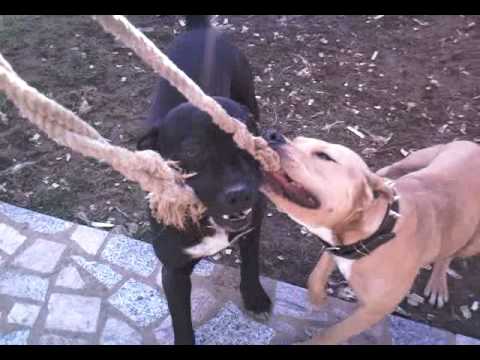 bandog