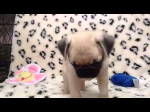 A Happy, loving, loyal Male Pug