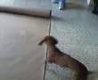 Salchicha video